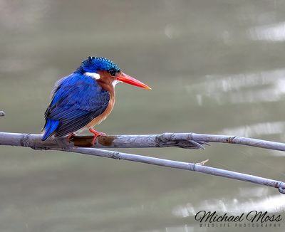 Machite kingfisher