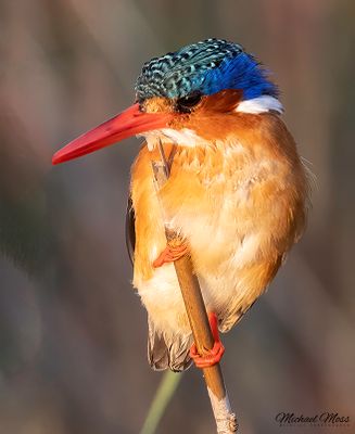Malachite kingfisher Marataba