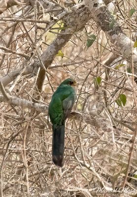 Narina Trogon 