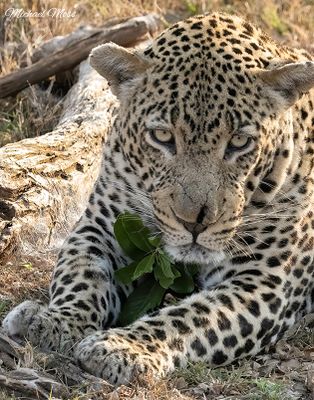 Nchila - Male leopard