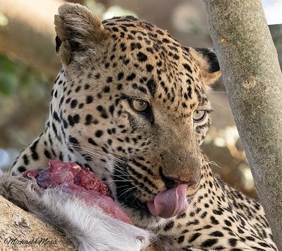 Nchila tongue out 