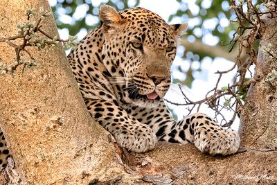 Nchila - Male leopard