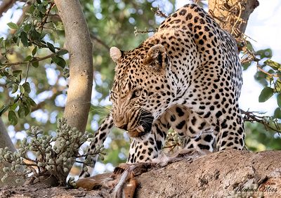 Nchila - Male leopard