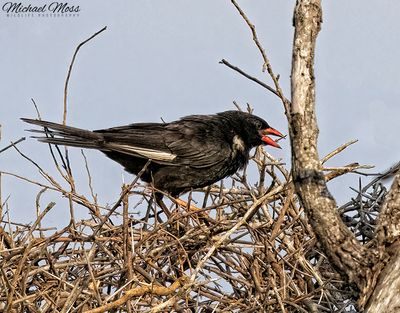 Red billed buffalo weaver 