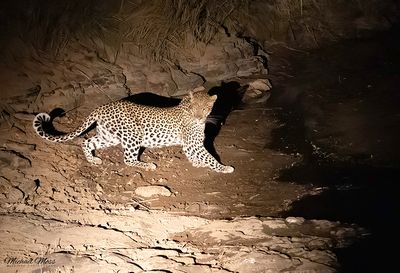 Relaxed female leopard night 