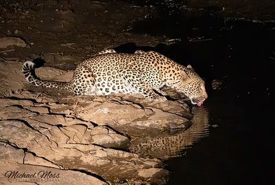 Relaxed female leopard at night