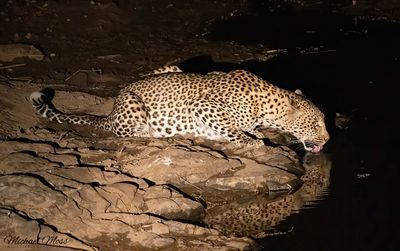 Relaxed female leopard at night 