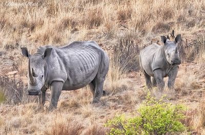 Rhino mom and younsgster 