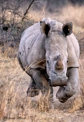 Rhino running straght at us 