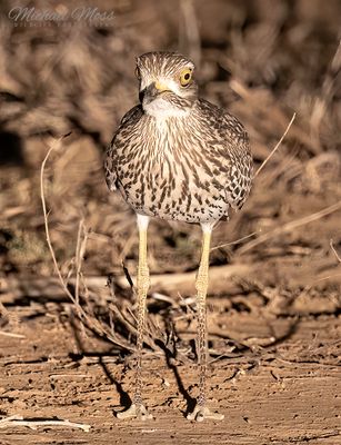 Spotted thick knee portrait 