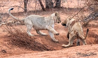 Two young lions playing near water 