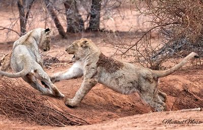 Two young lions playing near water 
