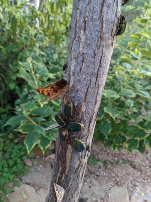 A Question Mark butterfly, a couple of Hackberry Emperor butterflies, several Japanese beetles, and a fly.