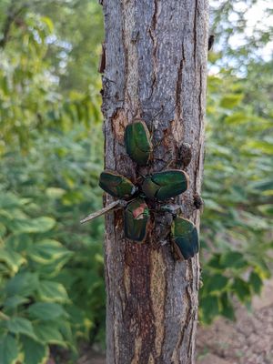A better look at those Japanese beetles!