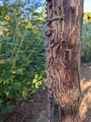 (3 Weeks): And now here come the marauding hordes of walnut caterpillars! (Which yes, do feed on other kinds of nut trees, eg Pecan trees)