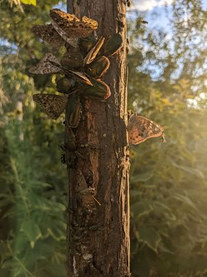 (3.1 Weeks): There are insect cliques forming, here in the sunset glow. Although the butterflies and the beetles seem happy to mingle at the ole sap-hole, the flies have gathered at a distance, but still in the dripline of the sap.