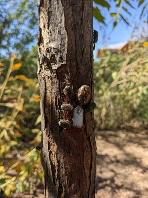 (6.4 Weeks): One of the Bumble Flower Scarabs remains, and has been joined by several smaller beetles, Dark Flower Scarabs. (I can't make this stuff up).
And notice - on the right side edge of the tree, there is a tiny beetle stalking a larger beetle...