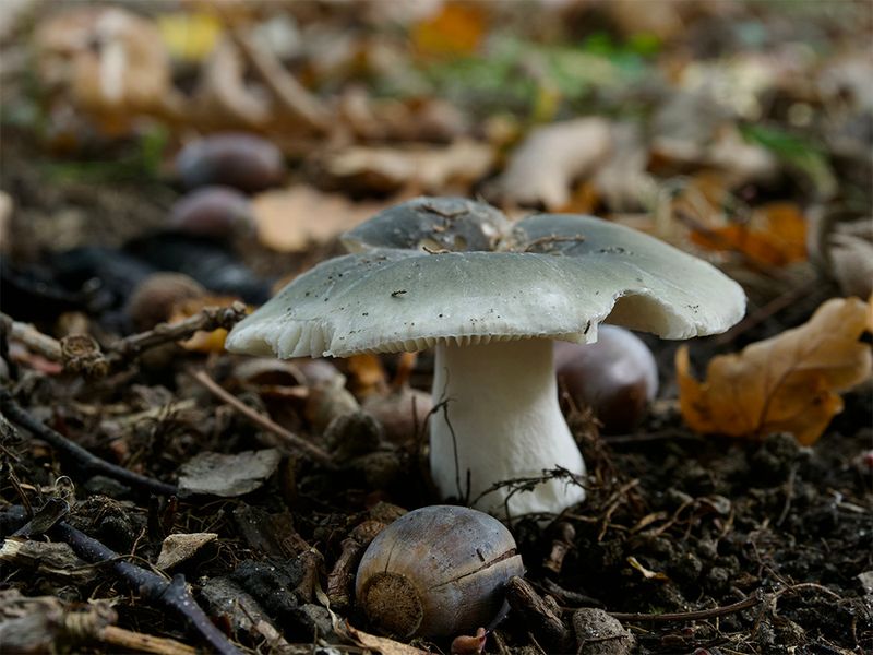 Russula parazurea 
