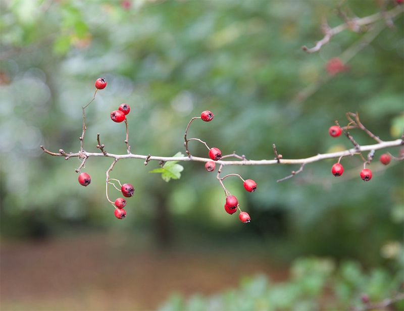 Hawthorn