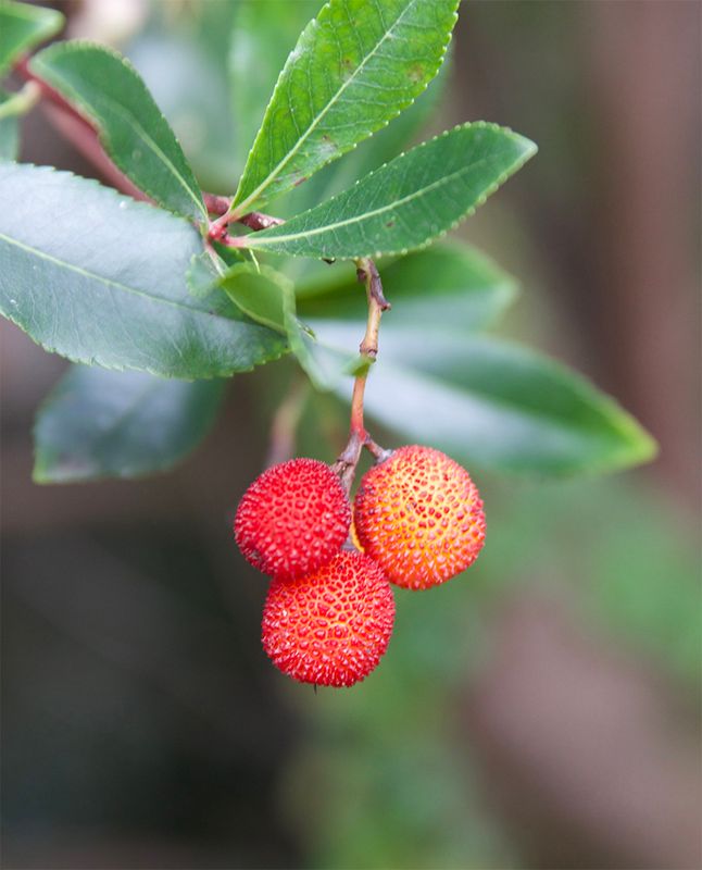 Arbutus unedo