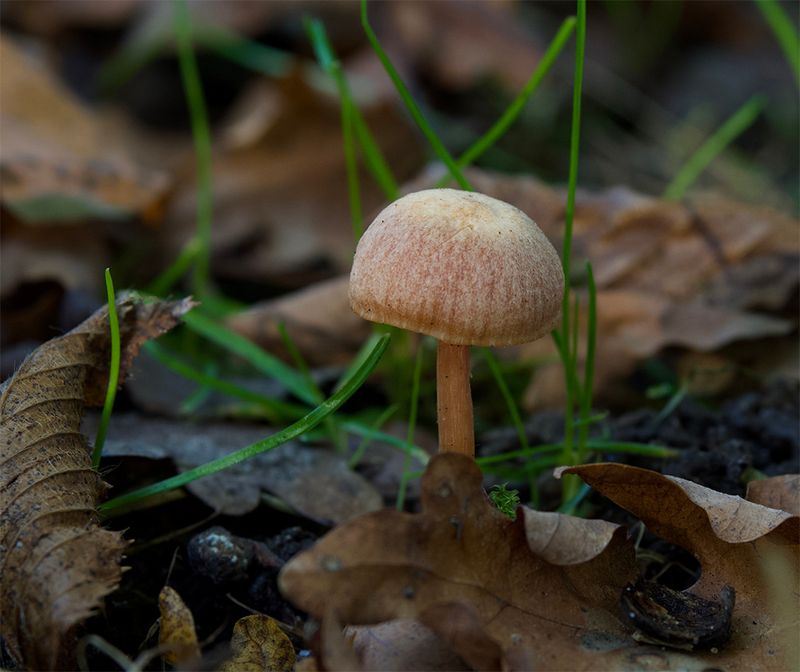Laccaria laccata 