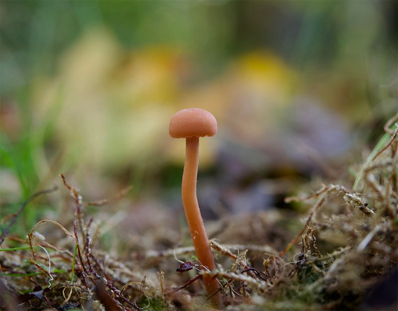 Laccaria laccata 