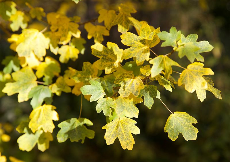 Acer