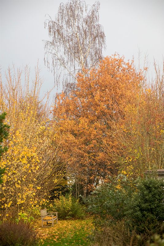 Autumn imby