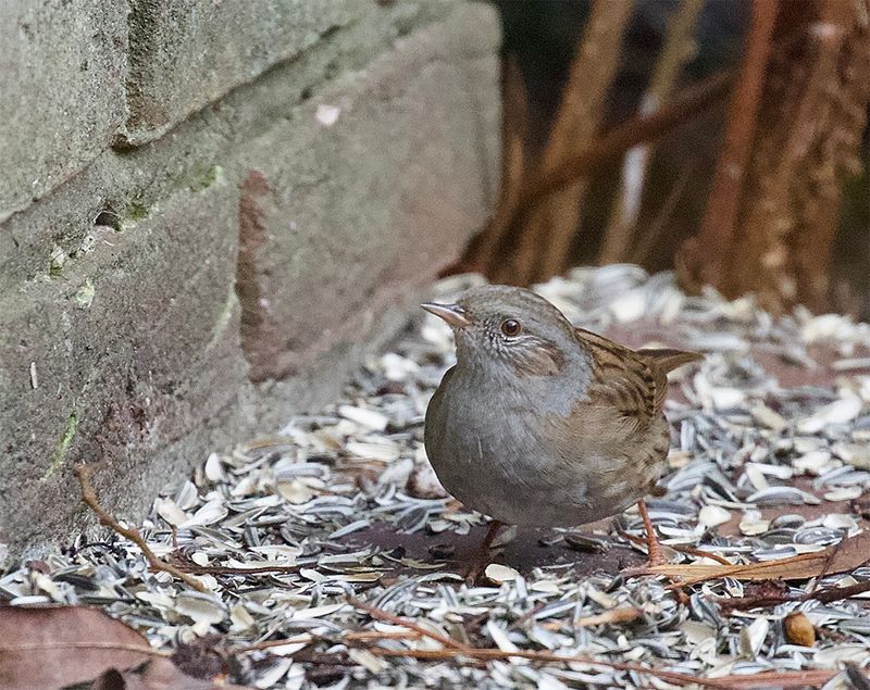 Hedge Sparrow