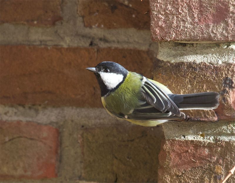 Great Tit 