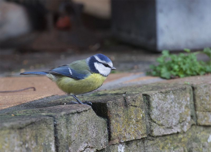 Blue Tit  