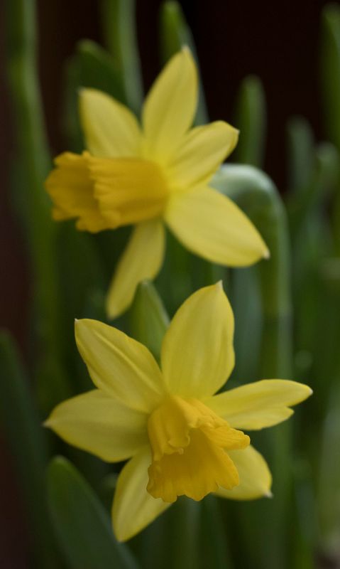 Daffodil