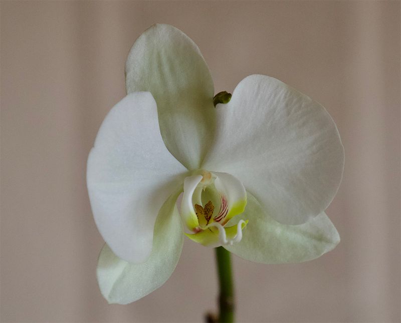 Orchid