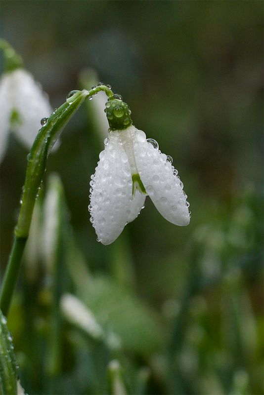 Galanthus nivalis 
