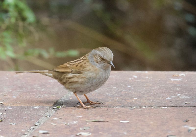 Hedge Sparrow 