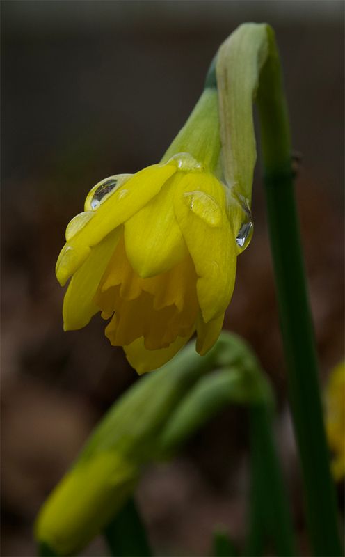 Daffodil