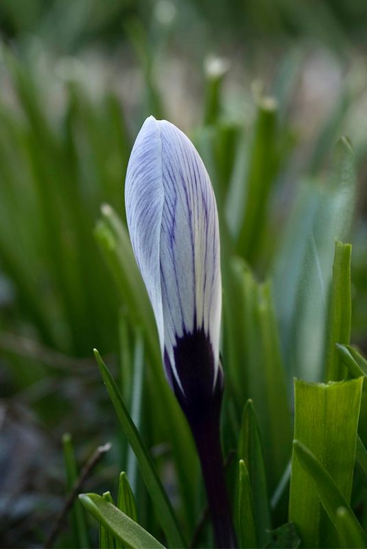 Crocus vernus