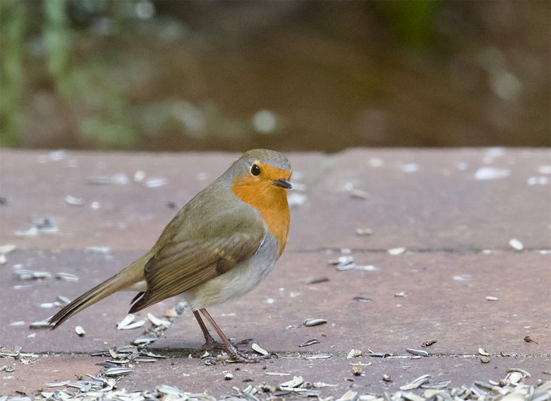 Robin