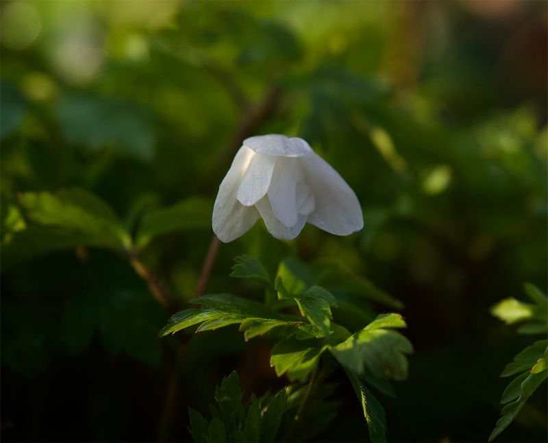 Anemone nemorosa 