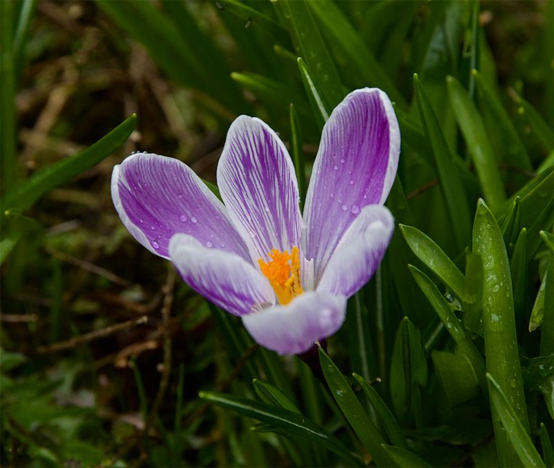 Crocus vernus 