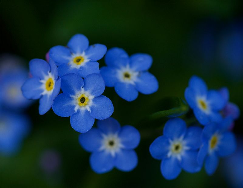 Myosotis sylvatica 