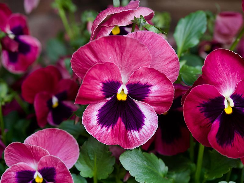 Viola