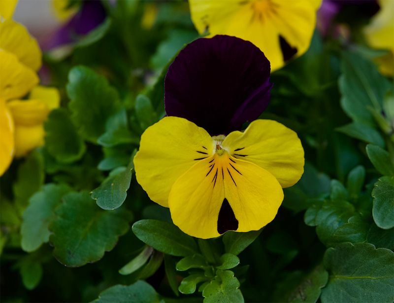 Viola