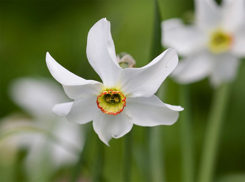 Narcissus poeticus  