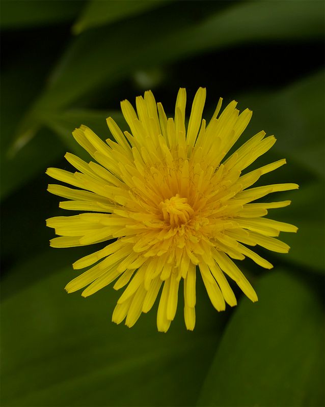 Taraxacum sp. 