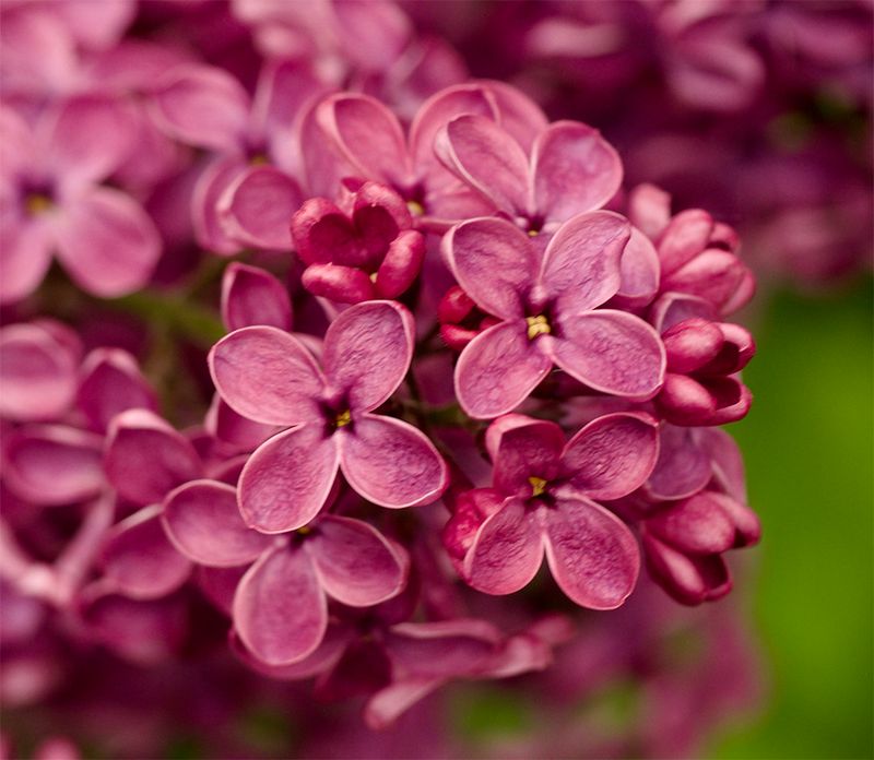 Syringa vulgaris