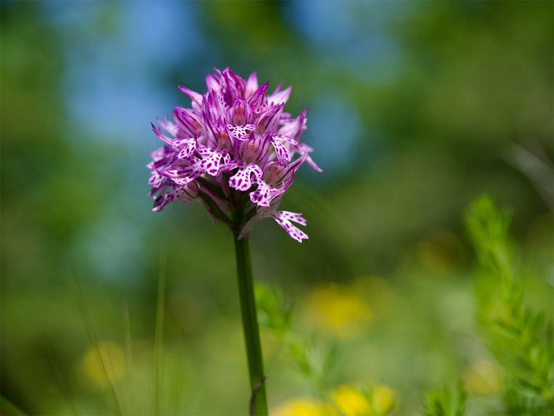 Neotinea tridentata  