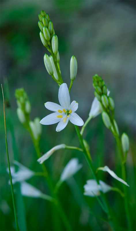Anthericum liliago 
