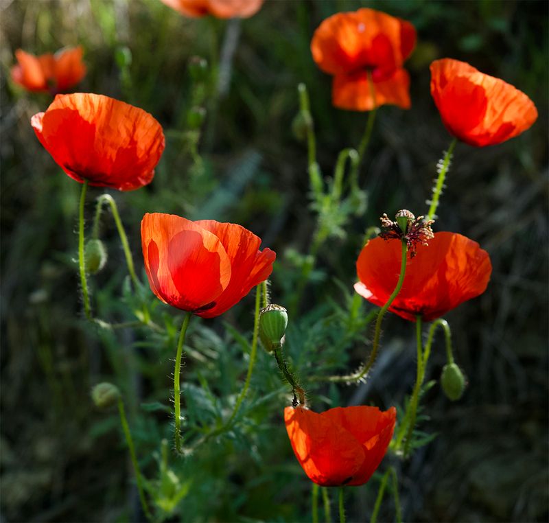 Papaver rhoeas  