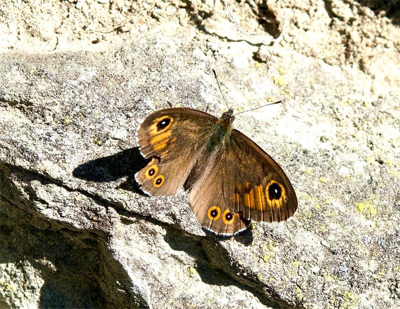 Lasiomata maera 